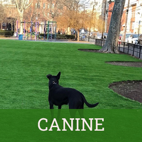 canine-thumb canine