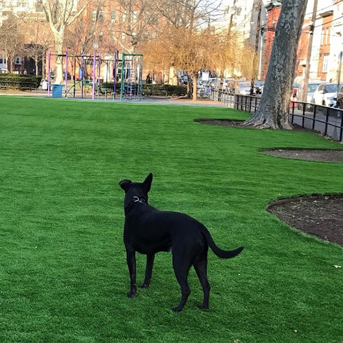 canine_dog canine_dog